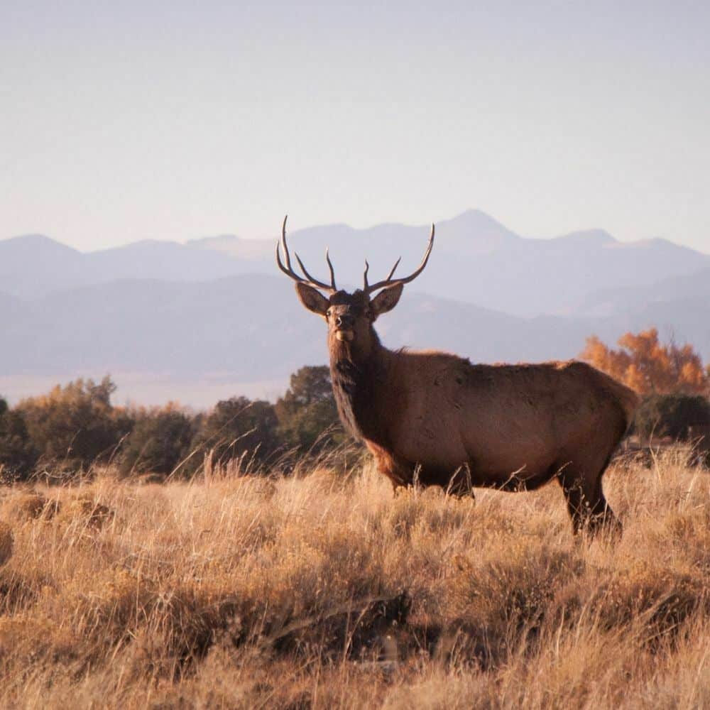 west end lodge attractions elk